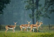छत्तीसगढ़ का बरनवापारा अभयारण्य बना विलुप्ति के कगार पर पहुंचे काले हिरणों के पुनर्जीवन का मजबूत उदाहरण