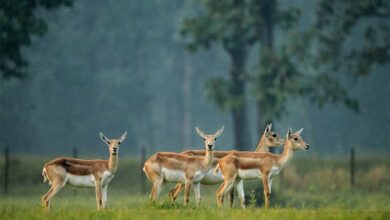 छत्तीसगढ़ का बरनवापारा अभयारण्य बना विलुप्ति के कगार पर पहुंचे काले हिरणों के पुनर्जीवन का मजबूत उदाहरण