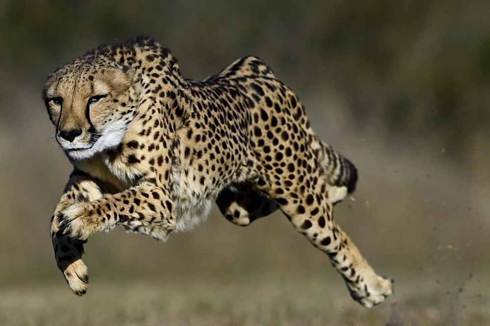 कूनो बना चीतों का ग्लोबल ब्रीडिंग सेंटर, 3 माह में 4 मादा चीता बनीं मां, प्रबंधन ने बदली रणनीति