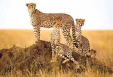 मंदसौर में चीता संरक्षण की दिशा में ऐतिहासिक कदम, प्रभास और पावक ने पार किया बड़ा पड़ाव