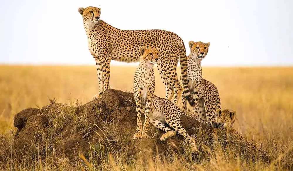 मंदसौर में चीता संरक्षण की दिशा में ऐतिहासिक कदम, प्रभास और पावक ने पार किया बड़ा पड़ाव