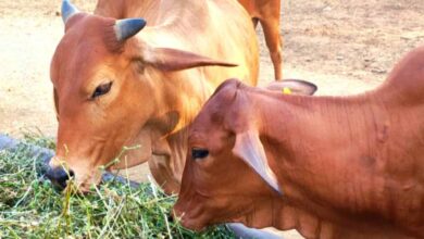 गोरस मोबाइल ऐप से पशुपालकों को मिलेगी जानकारी, बढ़ेगा दूध उत्पादन, पशुपालकों की आय में होगा इजाफा