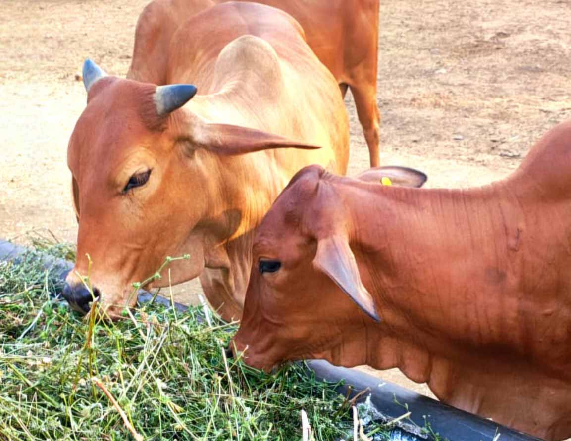 गोरस मोबाइल ऐप से पशुपालकों को मिलेगी जानकारी, बढ़ेगा दूध उत्पादन, पशुपालकों की आय में होगा इजाफा