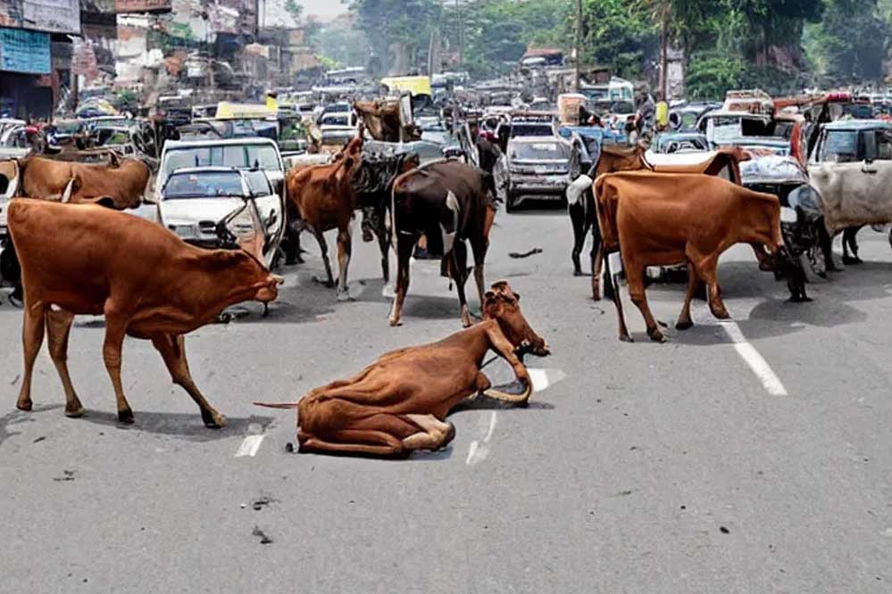 मध्य प्रदेश के 40 लाख आवारा पशुओं को मिलेगा 12 अंकों का खास कोड, केसरिया टैग से होगी पहचान मध्य प्रदेश के 40 लाख आवारा पशुओं को मिलेगा 12 अंकों का खास कोड, केसरिया टैग से होगी पहचान