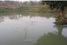 डबरी, मछली पालन और बहुफसली खेती से बदली तकदीर—सगनू बने गांव के प्रेरणास्रोत