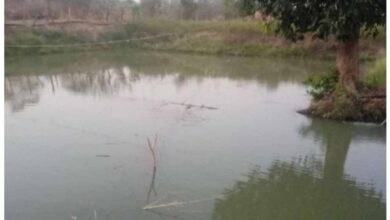 डबरी, मछली पालन और बहुफसली खेती से बदली तकदीर—सगनू बने गांव के प्रेरणास्रोत