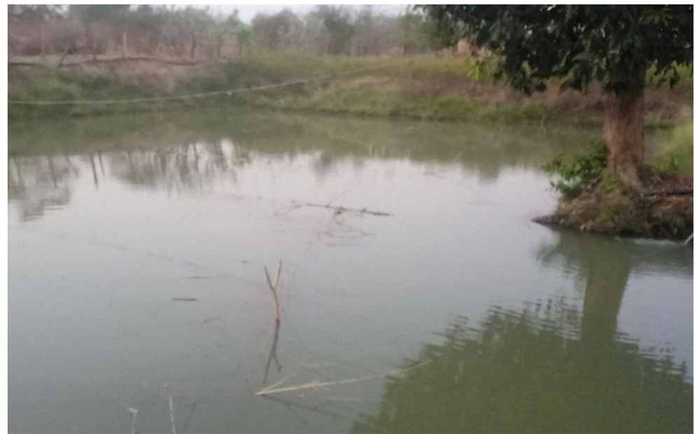 डबरी, मछली पालन और बहुफसली खेती से बदली तकदीर—सगनू बने गांव के प्रेरणास्रोत