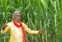 योगी सरकार में गन्ना किसानों की आय 52 हजार से बढ़कर 1.20 लाख रुपये हुई: कृषि मंत्री