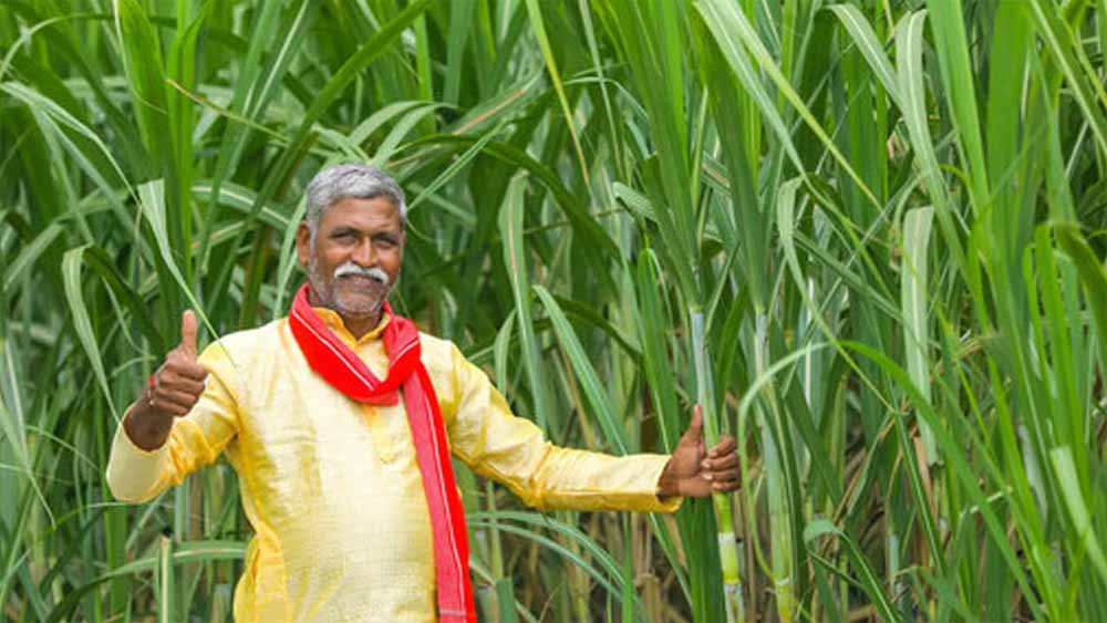 योगी सरकार में गन्ना किसानों की आय 52 हजार से बढ़कर 1.20 लाख रुपये हुई: कृषि मंत्री