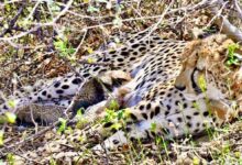 कूनो नेशनल पार्क-चीतों का नया घर ही नहीं, अब सफल ग्लोबल ब्रीडिंग सेंटर