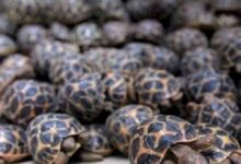 रेल मार्ग से दुर्लभ प्रजाति के वन्यजीवों की तस्करी का बड़ा नेटवर्क एक्सपोज