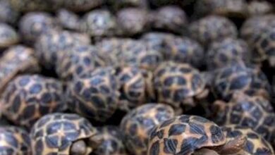 रेल मार्ग से दुर्लभ प्रजाति के वन्यजीवों की तस्करी का बड़ा नेटवर्क एक्सपोज रेल मार्ग से दुर्लभ प्रजाति के वन्यजीवों की तस्करी का बड़ा नेटवर्क एक्सपोज