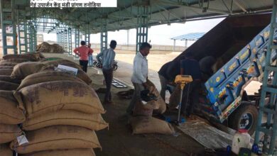 समर्थन मूल्य पर पहले दिन हुई 1616 क्विंटल गेहूँ की खरीदी : खाद्य मंत्री राजपूत