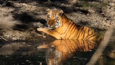 खिवनी अभयारण्य बनेगा वन्यजीव संरक्षण और इको-टूरिज्म का आदर्श मॉडल : मुख्यमंत्री डॉ. यादव