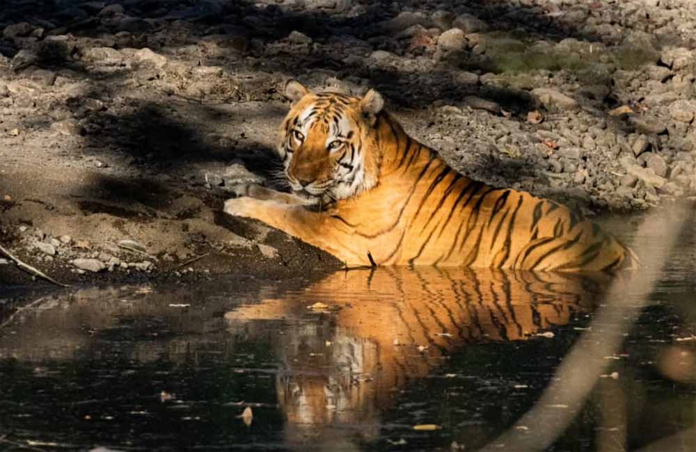 खिवनी अभयारण्य बनेगा वन्यजीव संरक्षण और इको-टूरिज्म का आदर्श मॉडल : मुख्यमंत्री डॉ. यादव