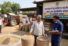 मध्य प्रदेश में गेहूं खरीदी पर बड़ा फैसला: 50% तक चमकविहीन अनाज भी खरीदेगी सरकार