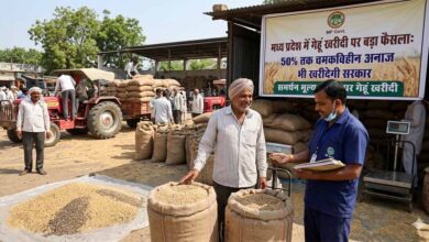 मध्य प्रदेश में गेहूं खरीदी पर बड़ा फैसला: 50% तक चमकविहीन अनाज भी खरीदेगी सरकार
