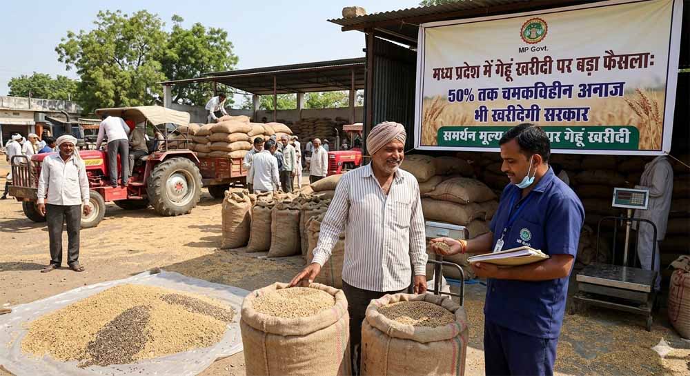 मध्य प्रदेश में गेहूं खरीदी पर बड़ा फैसला: 50% तक चमकविहीन अनाज भी खरीदेगी सरकार