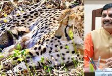 कूनो में खुशखबरी: मादा चीता गामिनी ने दिए 4 शावकों को जन्म, मुख्यमंत्री डॉ. यादव ने दी बधाई