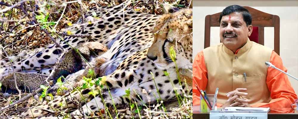 कूनो में खुशखबरी: मादा चीता गामिनी ने दिए 4 शावकों को जन्म, मुख्यमंत्री डॉ. यादव ने दी बधाई
