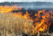 नरवाई जलाना खेत और सेहत दोनों के लिए हानिकारक : कृषि मंत्री कंषाना