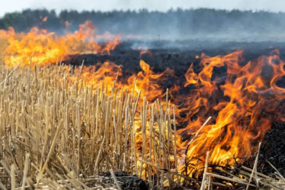नरवाई जलाना खेत और सेहत दोनों के लिए हानिकारक : कृषि मंत्री कंषाना