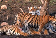 54 बाघों की मौत से हिला सिस्टम, रिजर्व के बाहर भी मिलेगा स्पेशल प्रोटेक्शन, जानिए नई TOTR स्कीम