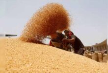 मुख्यमंत्री ने गेहूं खरीद में किसानों को दी बड़ी राहत