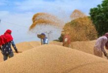 एक लाख 45 हज़ार 71 किसानों से की जा चुकी है 63 लाख 27 हजार 410 क्विंटल गेहूँ की खरीदी : मंत्री राजपूत