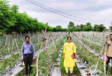 राष्ट्रीय कृषि विकास योजना: ईश्वरी प्रसाद ने टमाटर उत्पादन से कमाए 02 लाख 90 हजार रूपए