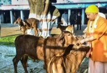यूपी में गोशालाओं को मिलेगा नया बिजनेस मॉडल, जैविक खेती पर जोर