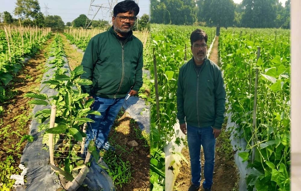 उद्यानिकी की आधुनिक तकनीकों से किसान महेश कश्यप की बदली तकदीर उद्यानिकी की आधुनिक तकनीकों से किसान महेश कश्यप की बदली तकदीर