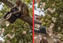 बुलंदशहर में ‘नोटों की बारिश’: बंदर ने दो लाख रुपये का बैग पेड़ से फाड़कर उड़ाए नोट