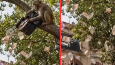 बुलंदशहर में ‘नोटों की बारिश’: बंदर ने दो लाख रुपये का बैग पेड़ से फाड़कर उड़ाए नोट