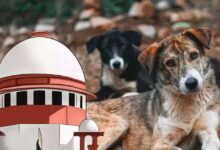 आवारा कुत्तों पर SC के आदेश से बढ़े सवाल, क्या शहरों में पर्याप्त शेल्टर मौजूद हैं?
