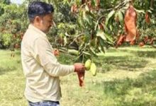 यूपी के आम बागों में बची फसल को बचाने की जद्दोजहद, बैगिंग से बढ़ेगी क्वालिटी और कीमत