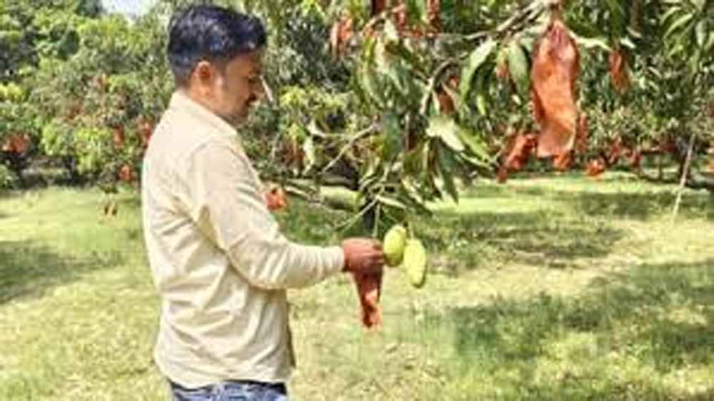 यूपी के आम बागों में बची फसल को बचाने की जद्दोजहद, बैगिंग से बढ़ेगी क्वालिटी और कीमत