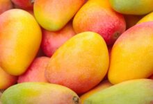 Japan Mango Ban: जापान ने भारतीय आमों पर लगाया बैन, जानिए वहां किस आम की सबसे ज्यादा डिमांड
