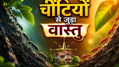 घर में चींटियों का दिखना शुभ या अशुभ? वास्तु शास्त्र में जानिए इसके संकेत