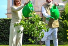 शहतूत का पौधा और वास्तु शास्त्र: घर में लगाने से मिलते हैं ये बड़े फायदे