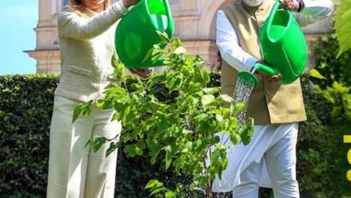 शहतूत का पौधा और वास्तु शास्त्र: घर में लगाने से मिलते हैं ये बड़े फायदे