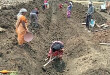 जल गंगा संवर्धन अभियान-पुष्पराजगढ़ में ‘जल गंगा संवर्धन अभियान’ से हो रहा है नहर सुदृढ़ीकरण