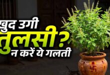 घर में अपने आप उग आए तुलसी के पौधे का क्या है संकेत? जानें वास्तु और ज्योतिष मान्यता