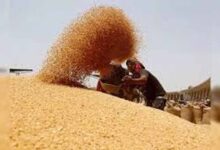 गेहूं खरीद में तेजी लाने के निर्देश, क्रय केंद्रों पर किसानों को न हो परेशानी