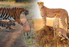 नौरादेही में टाइगर और चीता सुरक्षा के लिए पूर्व सैनिक होंगे जिम्मेदार, वन अपराध पर लगाम