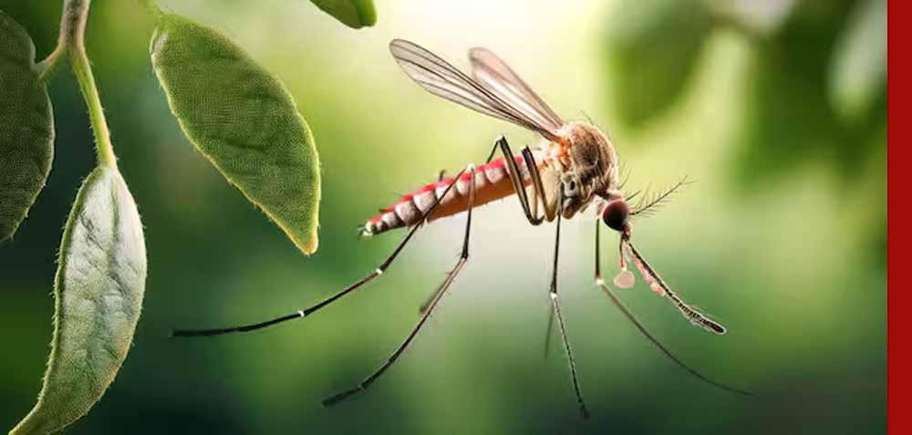 मच्छरों से बचाव के लिए वास्तु अनुसार लगाएं ये पौधे, मिलेगा प्राकृतिक सुरक्षा कवच