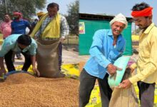 धमतरी का गौरव: विश्व की सबसे बड़ी अनाज भंडारण योजना में बनाया कीर्तिमान,   प्रदेश के कुल चने का 50% अकेले खरीदा