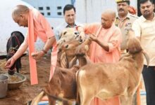 गो सेवा से समृद्धि का मॉडल, यूपी में डेयरी सेक्टर बना ग्रामीण अर्थव्यवस्था का मजबूत आधार