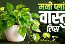 मनी प्लांट लगाने की सही दिशा और फायदे: घर में बढ़ेगी सुख-समृद्धि