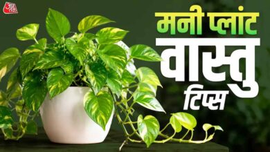 मनी प्लांट लगाने की सही दिशा और फायदे: घर में बढ़ेगी सुख-समृद्धि मनी प्लांट लगाने की सही दिशा और फायदे: घर में बढ़ेगी सुख-समृद्धि